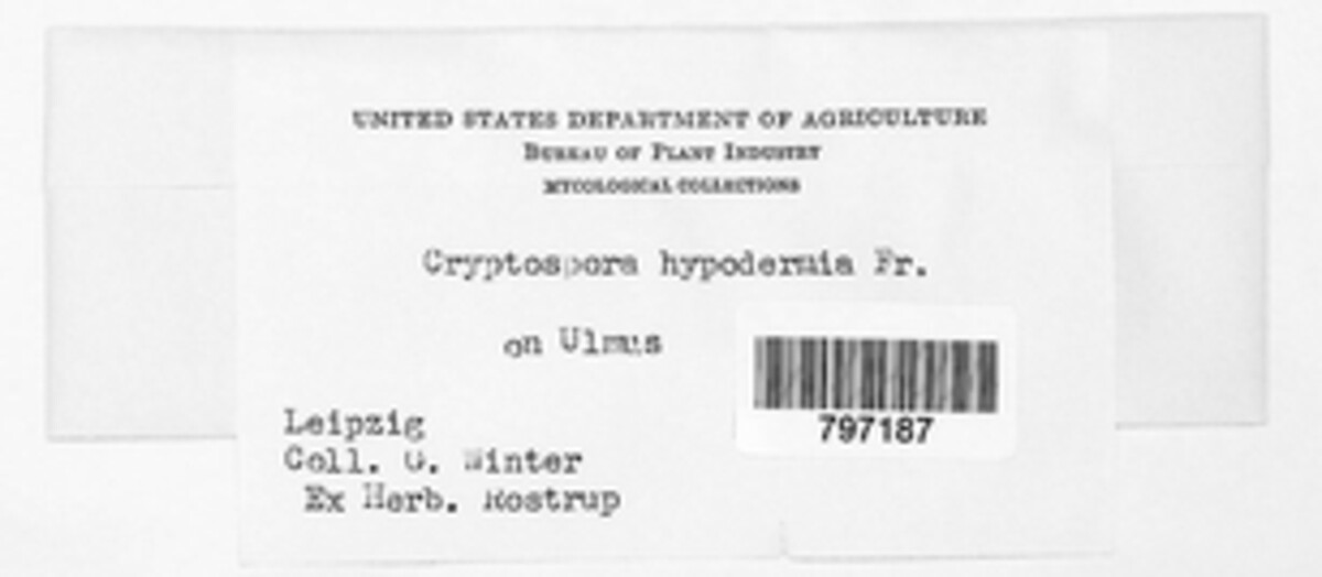 Winterella hypodermia image